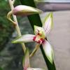 CYM Live Cymbidium Ensifolium  Orchids Perfect for Windowsills or Indoors-Shipped Without Flowers-GaoShanChunSe  view 3