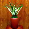 CYM Live Cymbidium Ensifolium  Orchids Perfect for Windowsills or Indoors-Shipped Without Flowers-GaoShanChunSe  view 4