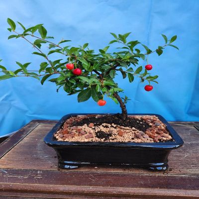 INDOORBONSAIANDEXOTICS Dwarf Cherry Bonsai Tree