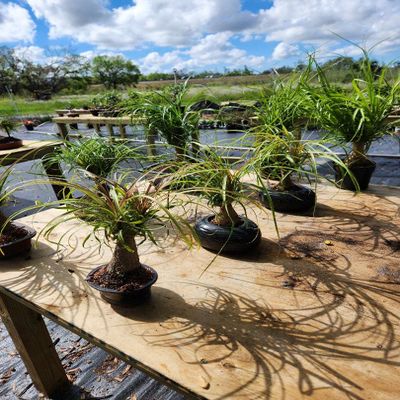 Dwarf RED Ponytail Palm Bonsai
