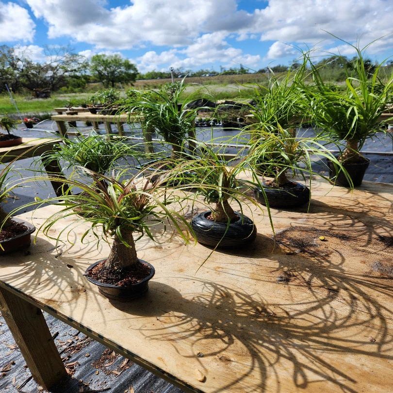Dwarf RED Ponytail Palm Bonsai