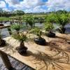 Dwarf RED Ponytail Palm Bonsai view 1