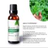 Auxo Gardens Peppermint Essential Oil 1oz(30ml) - 100% Natural and Pure, Premium Quality Therapeutic Grade Essential Oil for Aromatherapy-Fresh, Minty and Stimulating view 2