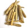 BETT Bharang Mool-Clerodendrum Serratum-Bharangi-Serrate Glory Bower- (Bharang)-Baranghi - Bhadangi (50 GMS) view 1