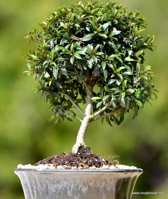 Brush Cherry Bonsai in 8 inch Pot. Color can Vary