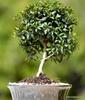 Brush Cherry Bonsai in 8 inch Pot. Color can Vary view 1