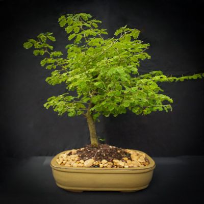 Brazilian raintree Bonsai in 10 inch Pot