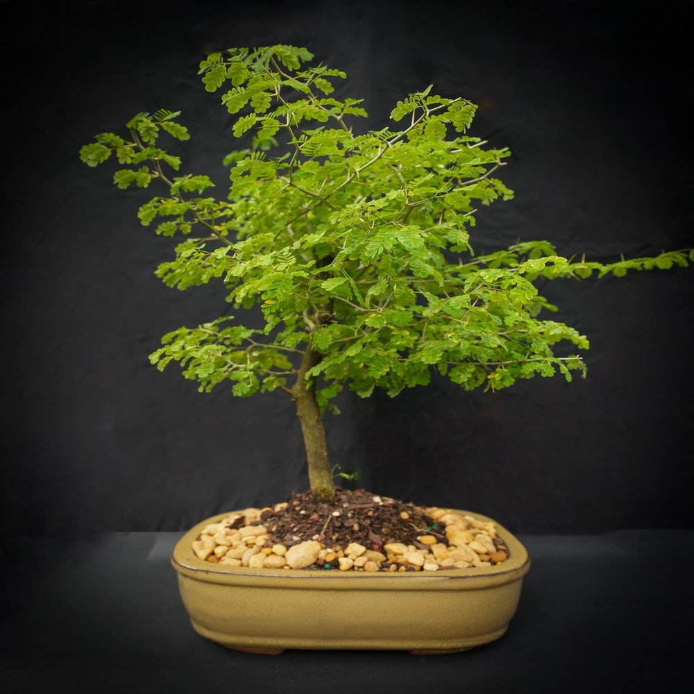 Brazilian raintree Bonsai in 10 inch Pot