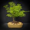 Brazilian raintree Bonsai in 10 inch Pot view 1