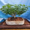 Large Umbrella Bonsai Tree Banyan Styled view 1