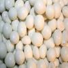 Bayside Candy Yogurt Covered Peanuts - Yogurt Peanut (1LB) view 1