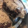 AmishTastes Lancaster County PA Shoofly Pie & Whoopie Pie Fun Food Box view 2