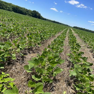 Soybeans