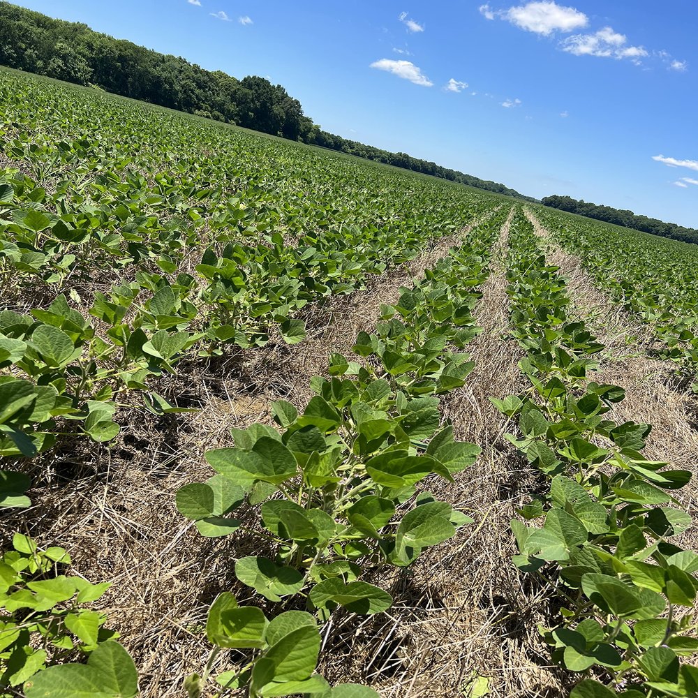 Soybeans
