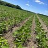 Soybeans view 1