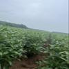 Soybeans view 2