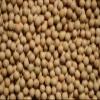 Soybeans view 4