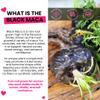 Genuine Black Maca Root Pills for a Big Butt Growing in Short time- 600 mg x 100 und (31 Days) by CurvyFruit view 2