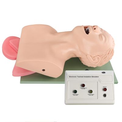 HEALTHIBLE Intubation Human Model Simulator- Endotracheal Intubation Manikin Simulator, Airway Managment Trainer with Tube for Science Education/Study/Practice