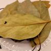 HealinGifts Avocado Leaves dried 1 oz in a stand-up clear Kraft resealable pouch. Wildcrafted from Mexico. view 1