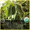 Akshit Dried Avocado Leaves, Herbal Aromatic Tea, Hojas De Aguacate Secas, Natural Dried Leaves, Non-GMO, Loose Leaf Tea, Caffeine-Free. 13oz view 3