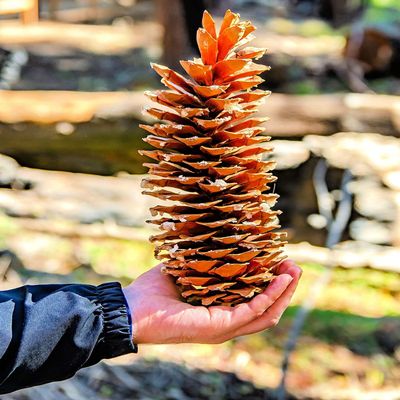 Giant Sugar Pine Cones - Biggest Pine Cones, Great for Seasonal Decoration or Crafts, 10-15 Inch Length (1 Giant Cone)