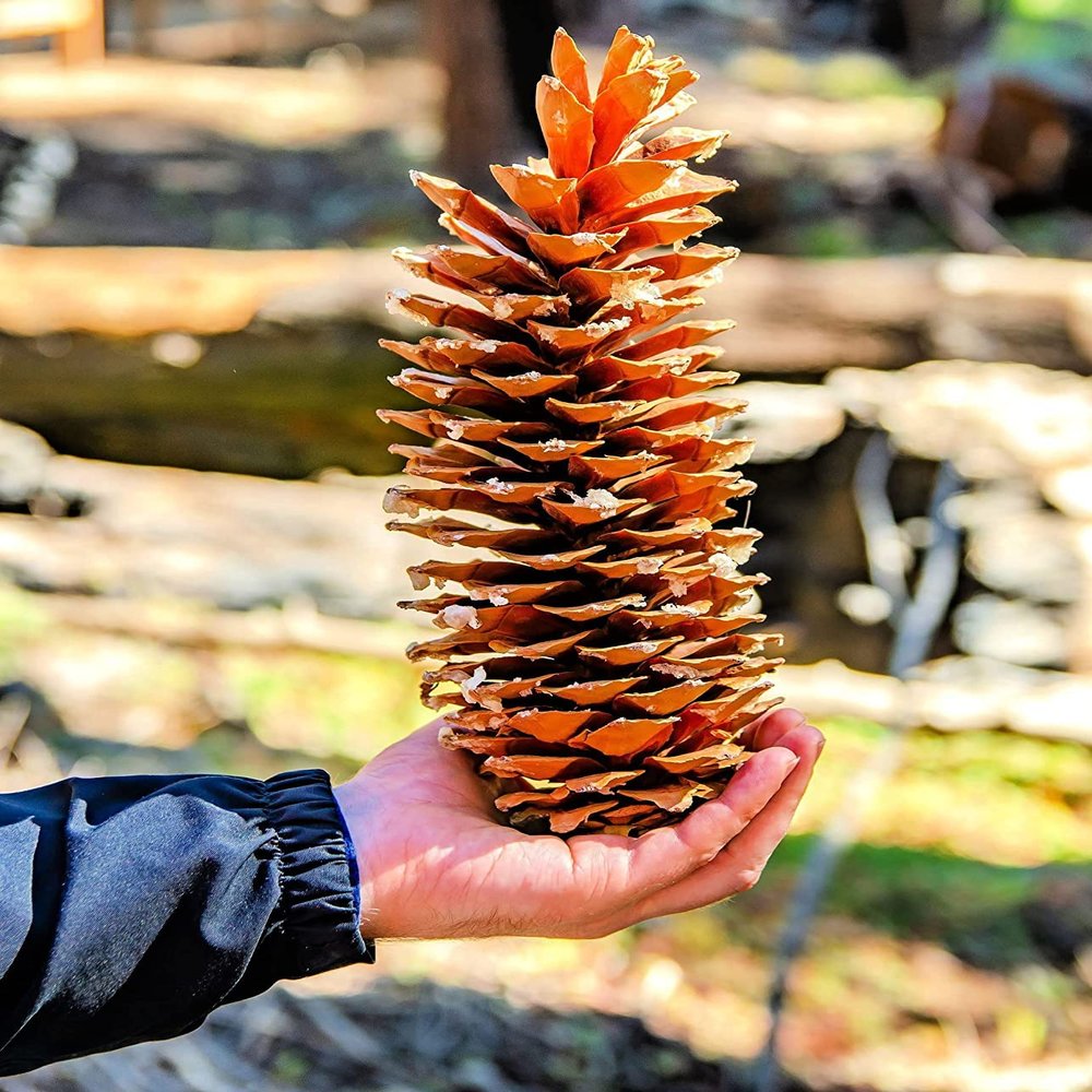 Giant Sugar Pine Cones - Biggest Pine Cones, Great for Seasonal Decoration or Crafts, 10-15 Inch Length (1 Giant Cone)