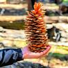 Giant Sugar Pine Cones - Biggest Pine Cones, Great for Seasonal Decoration or Crafts, 10-15 Inch Length (1 Giant Cone) view 1