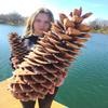Giant Sugar Pine Cones - Biggest Pine Cones, Great for Seasonal Decoration or Crafts, 10-15 Inch Length (1 Giant Cone) view 2