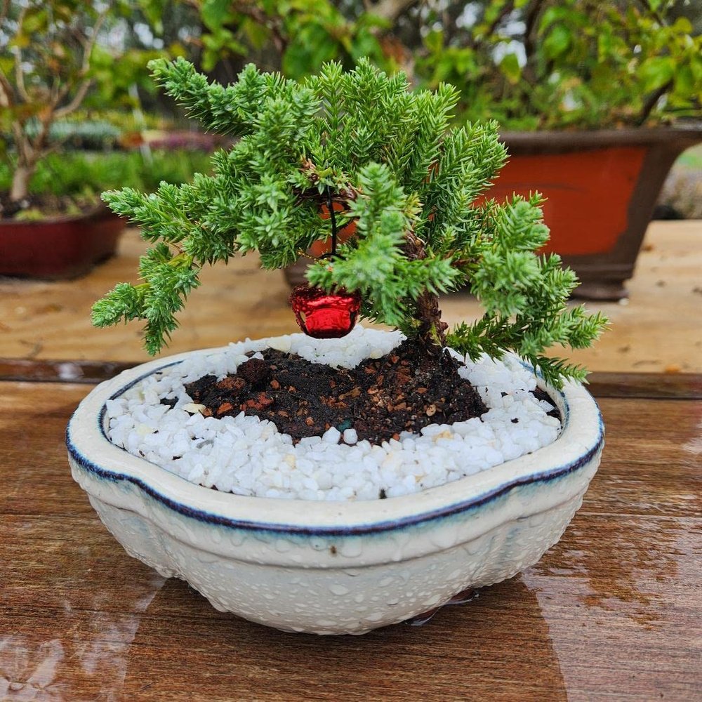 Christmas Beginner Bonsai Juniper Tree