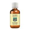 Devprayag Pure Cajeput Essential Oil (Melaleuca cajeputi) Steam Distilled 100ml (3.38 oz) view 1