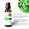 Auxo Gardens Spearmint Essential Oil 1oz (30ml) -100% Natural and Pure, Premium Quality Therapeutic Grade Essential Oil for Aromatherapy-Fresh, Sweet and Minty view 2
