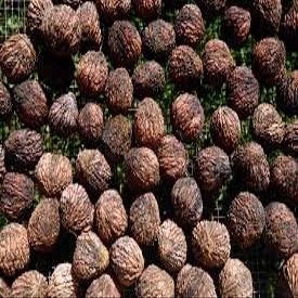 1 pound of fresh Indiana Black walnuts in shell