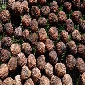 1 pound of fresh Indiana Black walnuts in shell
