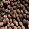 1 pound of fresh Indiana Black walnuts in shell view 1