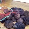 1 pound of fresh Indiana Black walnuts in shell view 2