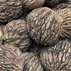 1 pound of fresh Indiana Black walnuts in shell view 4