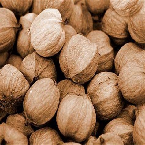 2 pounds bagged Hickory nuts in shell! Freshly harvested