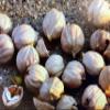 2 pounds bagged Hickory nuts in shell! Freshly harvested view 2