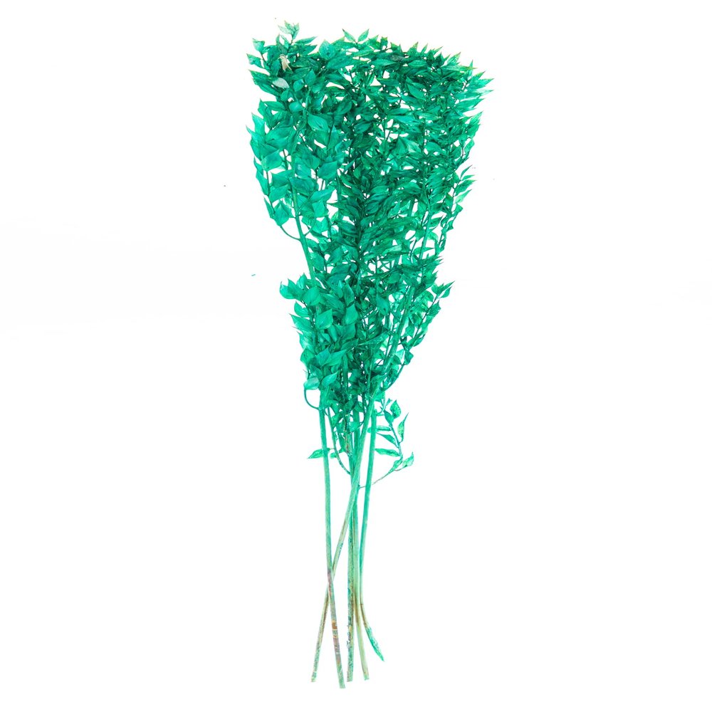 Dried Italian Ruscus l (Approximately 30in Tall) l Italian Ruscus l Preserved Italian Ruscus for Any Event's Decoration (Dark Green)