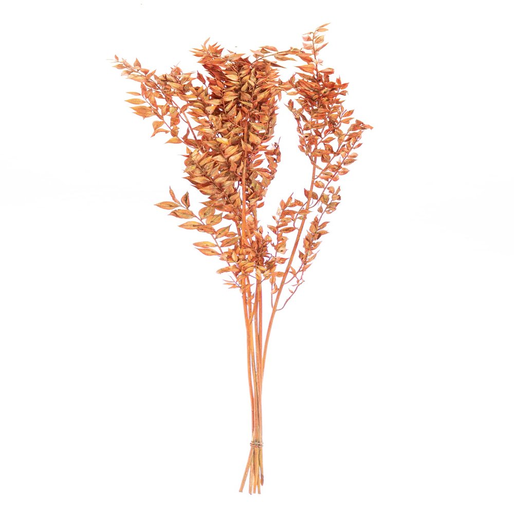 Dried Italian Ruscus l (Approximately 30in Tall) l Italian Ruscus l Preserved Italian Ruscus for Any Event's Decoration (Orange)