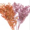Dried Italian Ruscus l (Approximately 30in Tall) l Italian Ruscus l Preserved Italian Ruscus for Any Event's Decoration (Orange) view 4