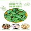    Feicui Green Garlic, Laba Garlic 300G/can, Pickled with White Vinegar, Green Garlic, Sweet and Sour Garlic, Rice, Pickled Vegetables, Shandong Specialty (300G,1 can) view 3