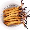 5 Grams 100% Wild Himalayan Cordyceps Sinensis Chinese Caterpillar Fungus Dong Chong Xia Cao Cordyceps Sinensis Wild Cordyceps. view 1