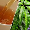 Organic Ceylon Sithara Product Mango Leaves Powder 100g Dried Leaf Pure 100% Natural Traditional Method Made No Preservatives view 3