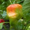 20 SEMI DI PEPERONCINO LEUTSCHAUER Paprika view 1