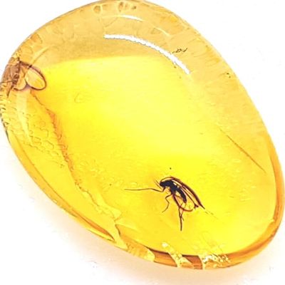 Genuine Fossil Baltic Amber with Inclusion with Magnifying Box/Beautiful Museum Grade