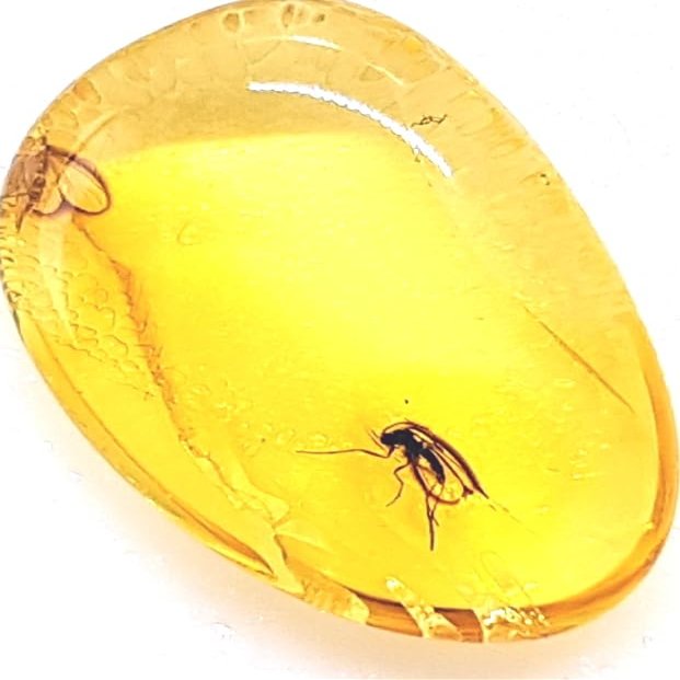 Genuine Fossil Baltic Amber with Inclusion with Magnifying Box/Beautiful Museum Grade
