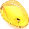 Genuine Fossil Baltic Amber with Inclusion with Magnifying Box/Beautiful Museum Grade view 1