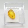 Genuine Fossil Baltic Amber with Inclusion with Magnifying Box/Beautiful Museum Grade view 2